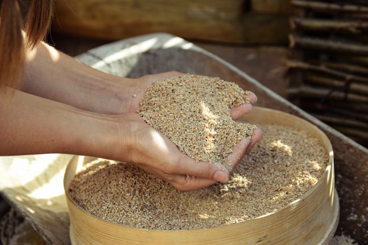 Hands holding raw buckwheat grains,